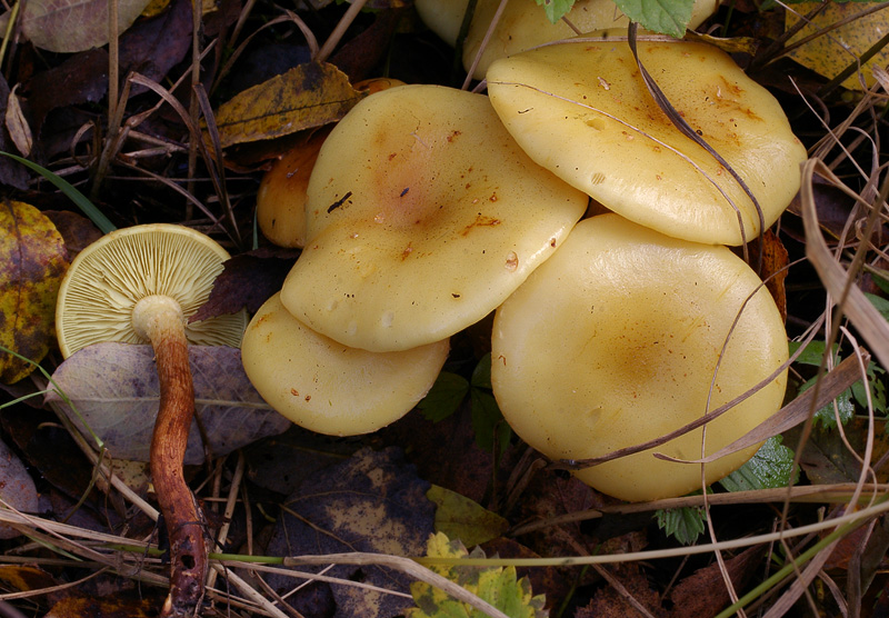 Flammula alnicola